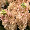Букет из 11 персиковых маттиол