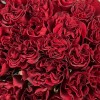 25 красных пионовидных роз Хартс 70 см