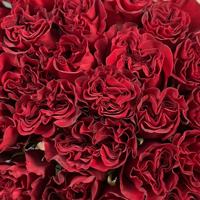 25 красных пионовидных роз Хартс 70 см