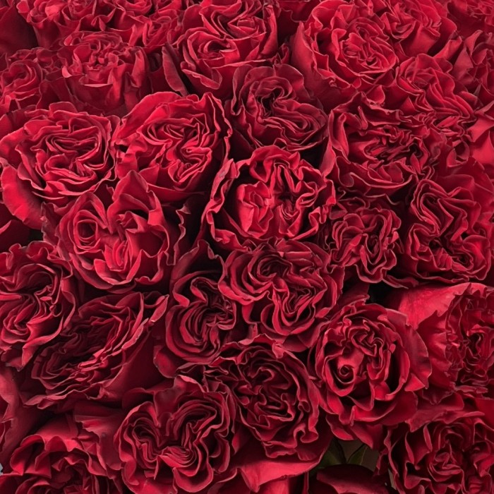 51 красная пионовидная роза Хартс 70 см