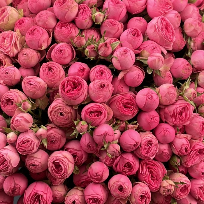 51 кустовая пионовидная розовая роза Жизель 60 см