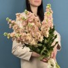 Маттиола персиковая