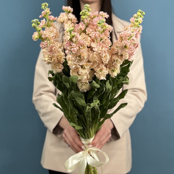 Маттиола персиковая