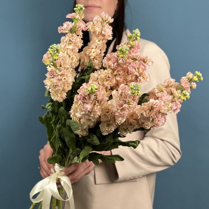 Маттиола персиковая