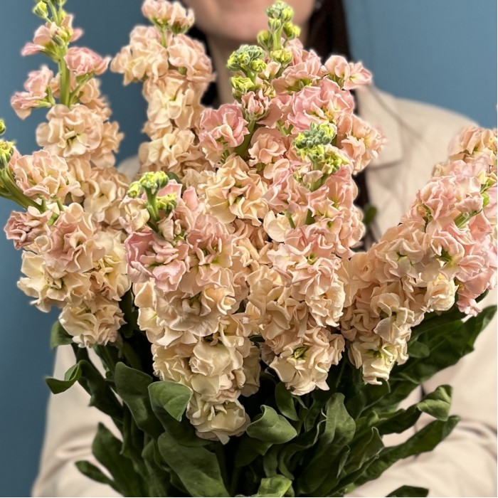 Маттиола персиковая