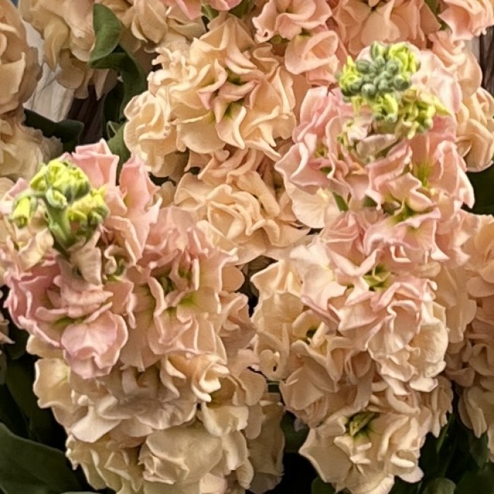 Маттиола персиковая