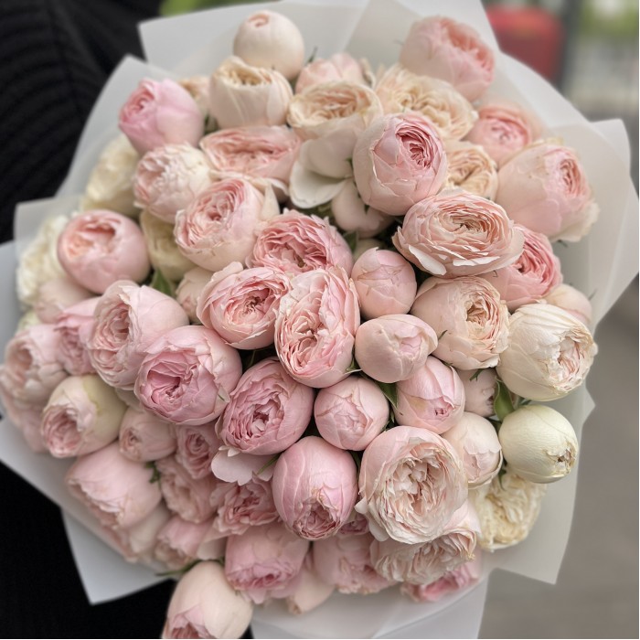 15 кустовых розовых роз Мансфилд парк 50 см