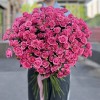 51 кустовая роза Эйлин 70 см