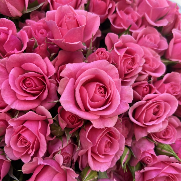 51 кустовая роза Эйлин 70 см