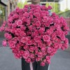 51 кустовая роза Эйлин 70 см