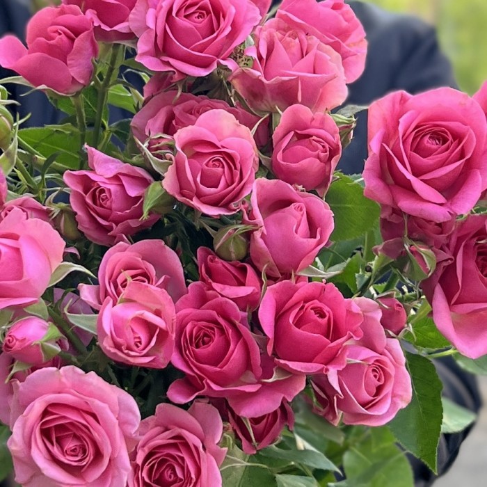 7 кустовых роз Эйлин 70 см