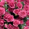 9 кустовых роз Эйлин 70 см