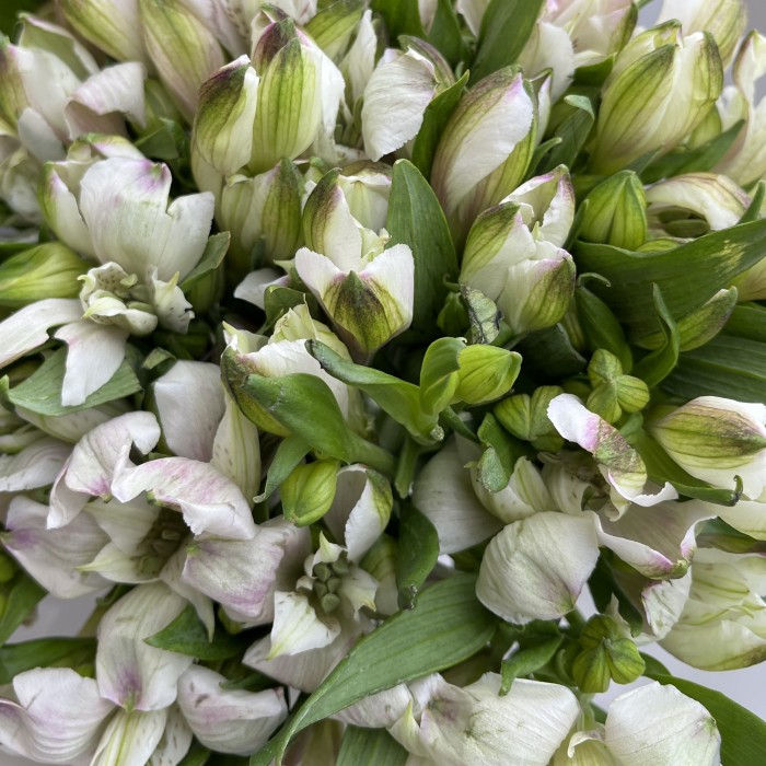 Букет из 15 бело-фиолетовых Альстромерий