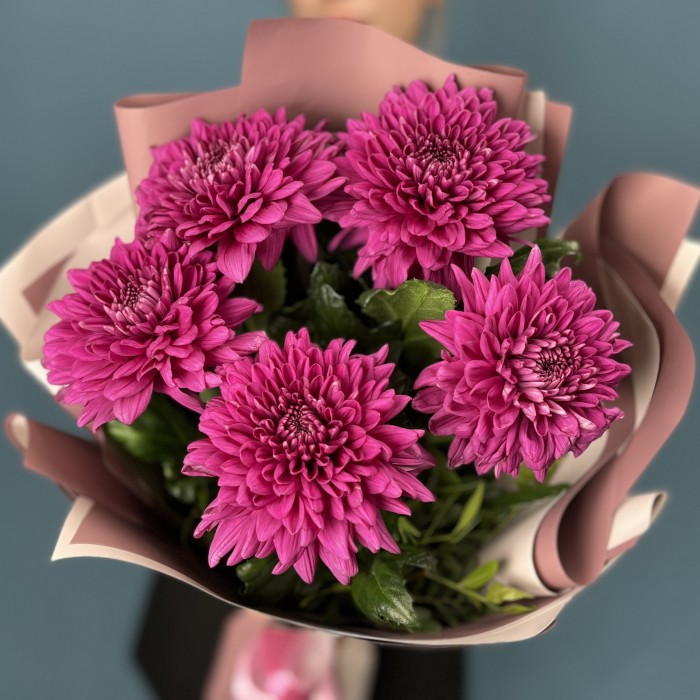 5 фиолетовых хризантем Ламира