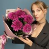 5 фиолетовых хризантем Ламира