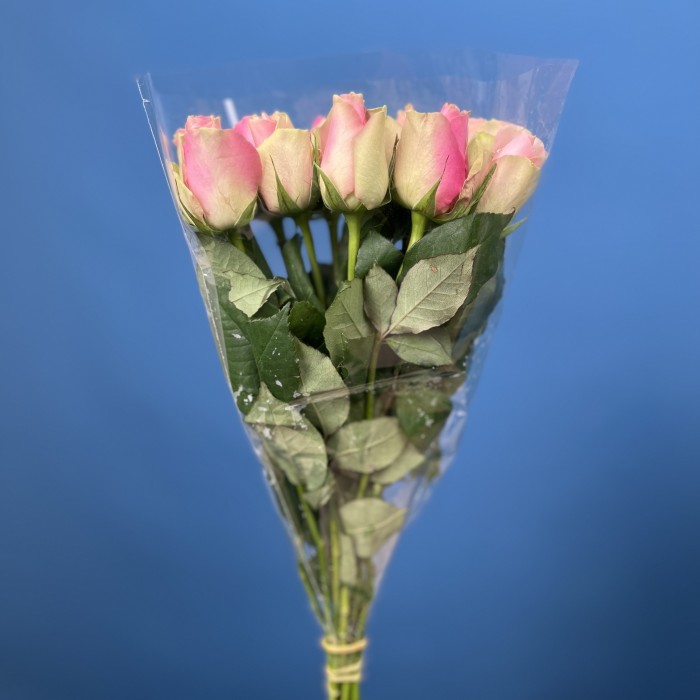 Роза 40 см Зелено-розовая Белл роз