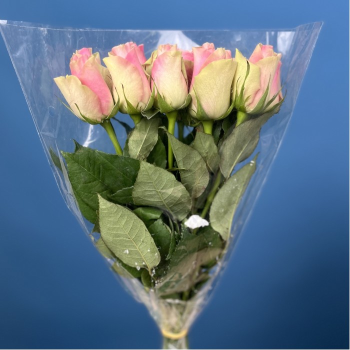 Роза 40 см Зелено-розовая Белл роз