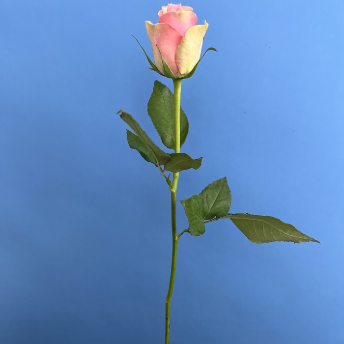 Роза 40 см Зелено-розовая Белл роз