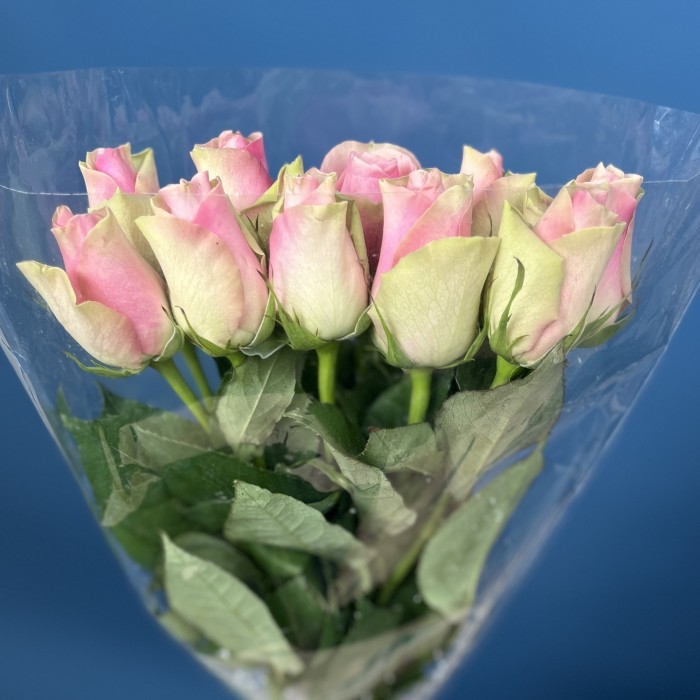 Роза 40 см Зелено-розовая Белл роз