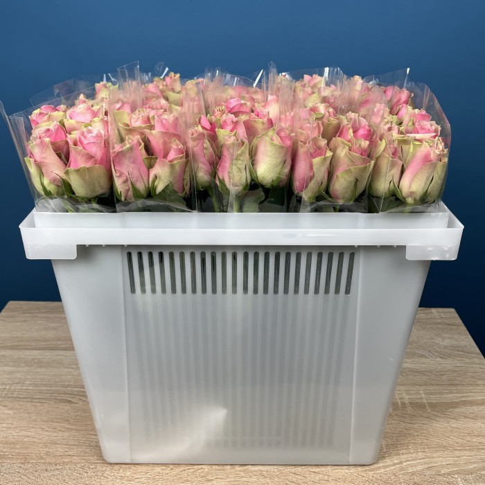 Роза 40 см Зелено-розовая Белл роз