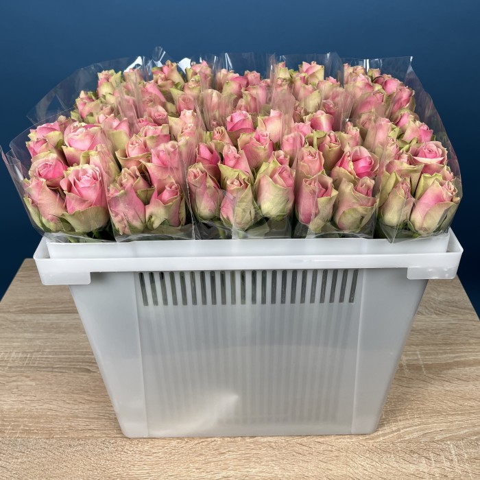 Роза 40 см Зелено-розовая Белл роз