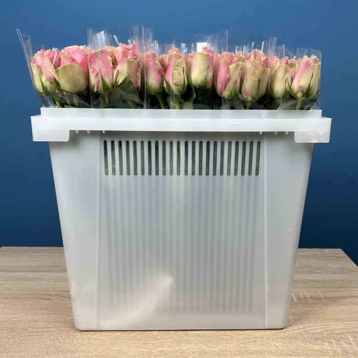 Роза 40 см Зелено-розовая Белл роз