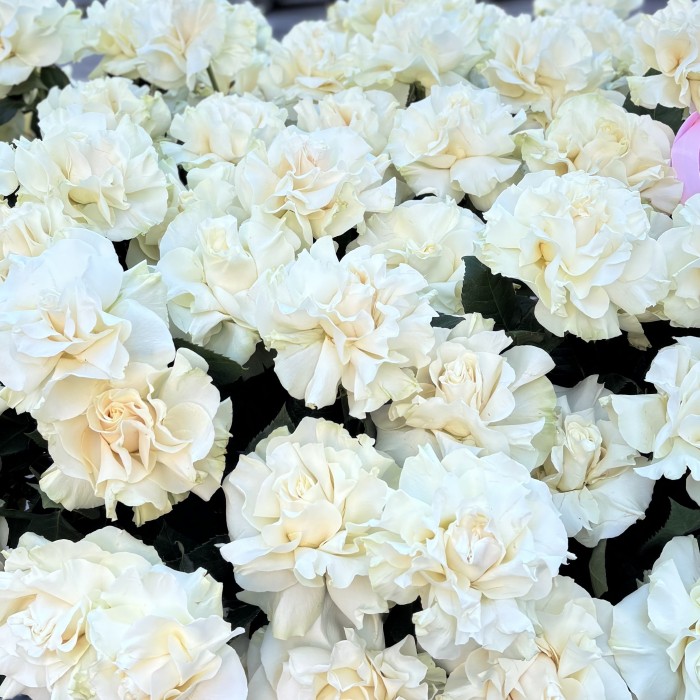 151 французская Роза Мондиаль в корзине