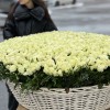 1001 нежная белая роза в корзине