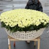 1001 нежная белая роза в корзине