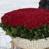 1001 яркая красная роза в корзине