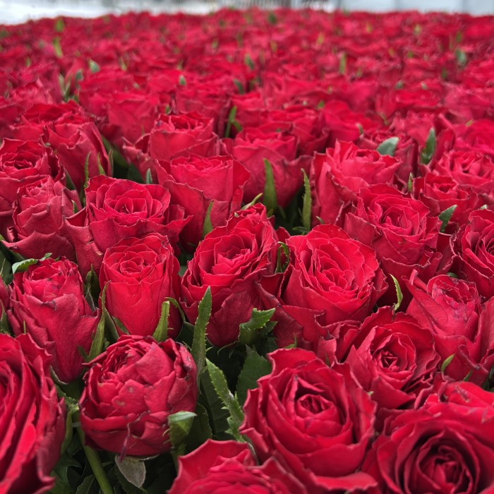 1001 яркая красная роза в корзине