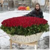 1001 яркая красная роза в корзине