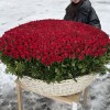 1001 яркая красная роза в корзине