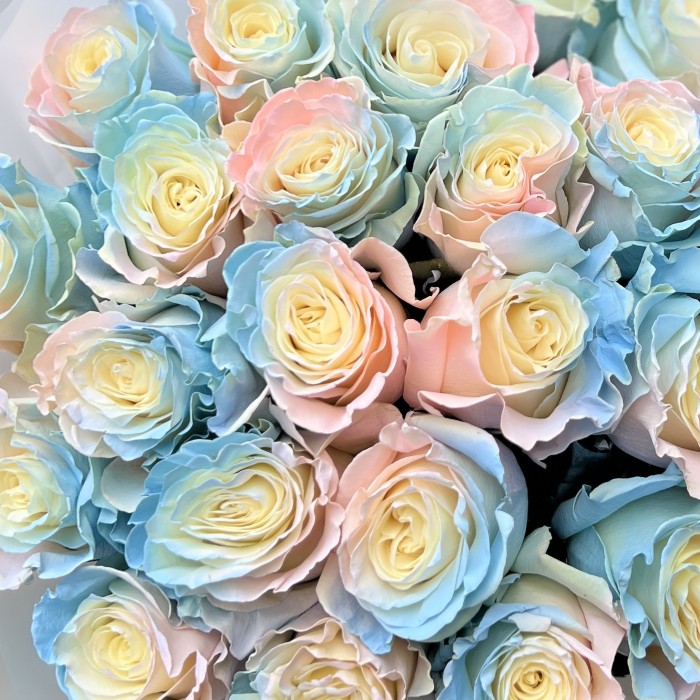 25 радужных розово-бело-голубых роз 60 см