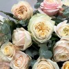 25 персиковых пионовидных роз Присцилла 50 см