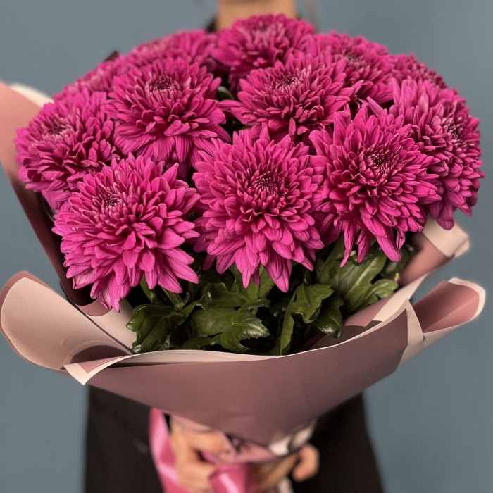 15 фиолетовых хризантем Ламира