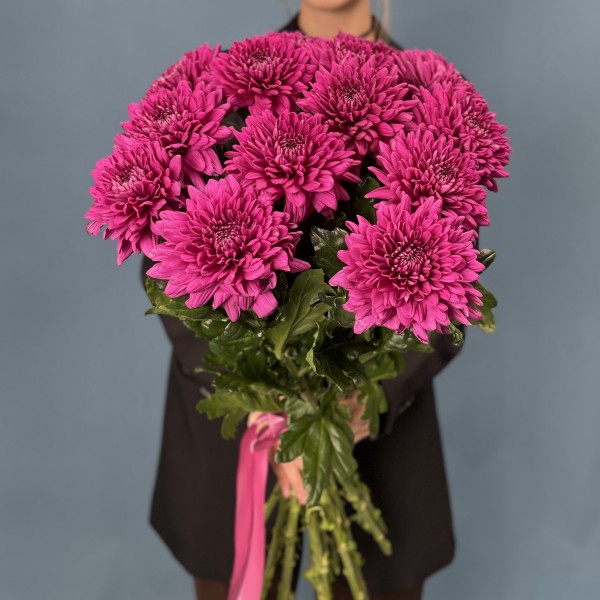 Хризантема фиолетовая Ламира