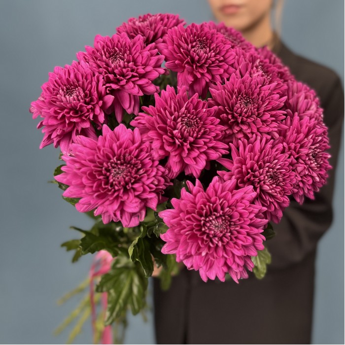 Хризантема фиолетовая Ламира