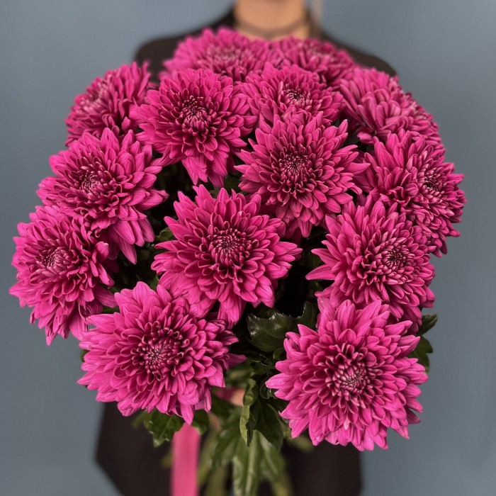 Хризантема фиолетовая Ламира