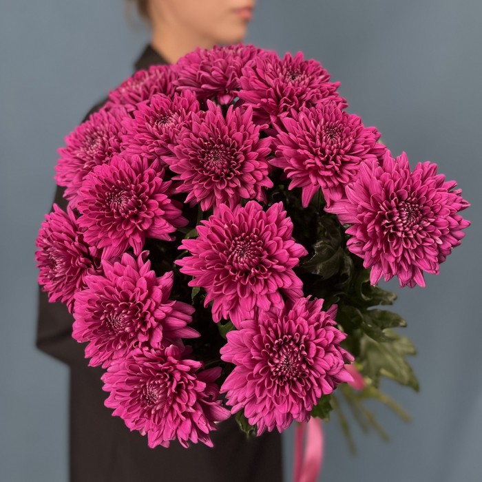 Хризантема фиолетовая Ламира