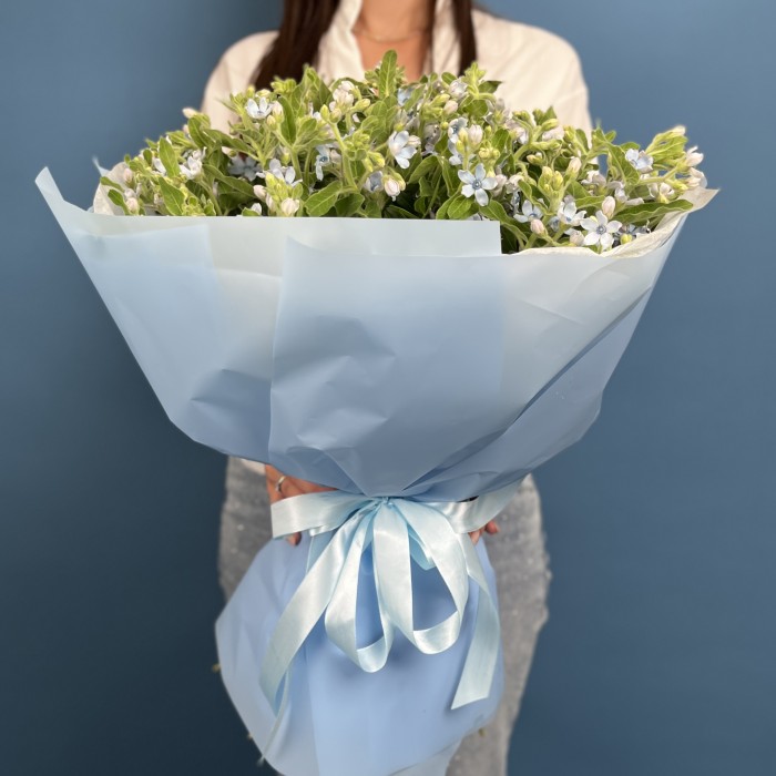 51 синий Оксипеталум