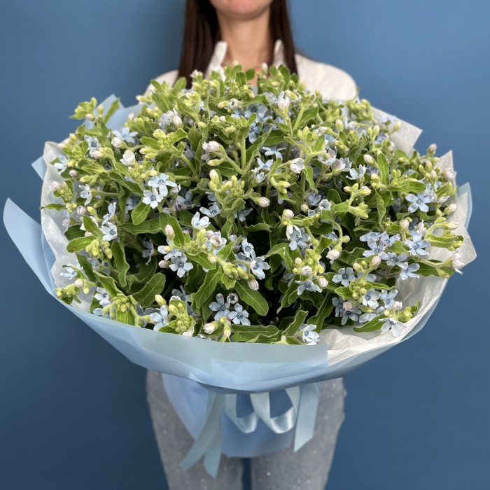 51 синий Оксипеталум