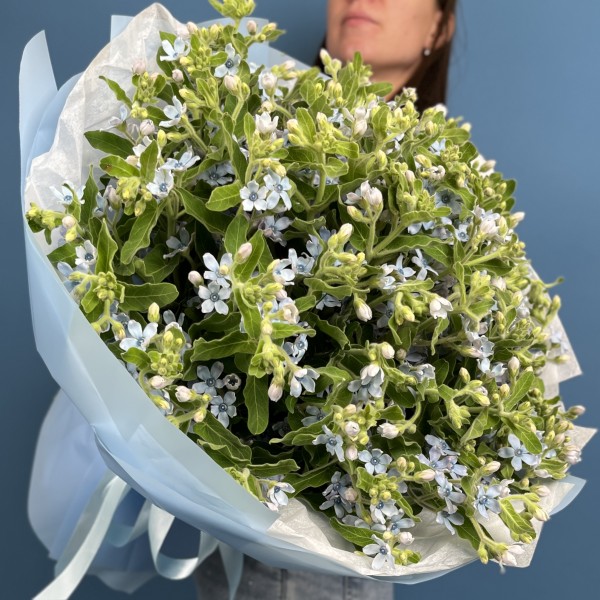 51 синий Оксипеталум