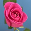 Роза 40 см Розовая Аква