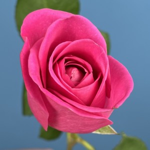 Роза 40 см Розовая Аква