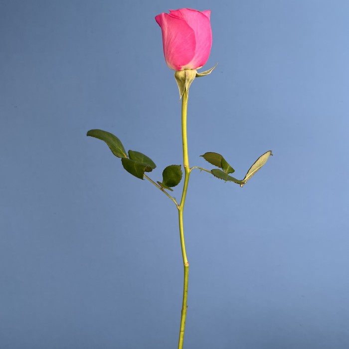Роза 40 см Розовая Аква