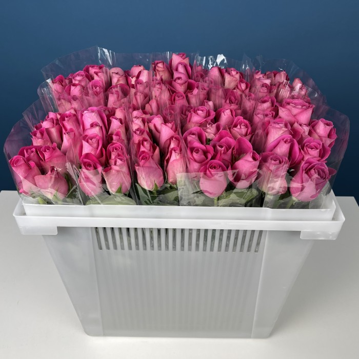 Роза 40 см Розовая Аква