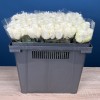 Роза 40 см Белая Каунтдаун