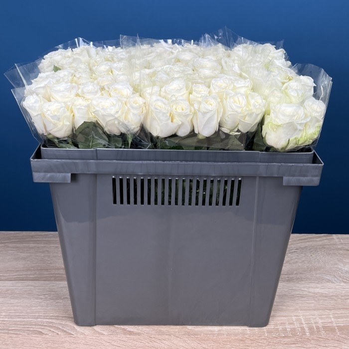 Роза 40 см Белая Каунтдаун