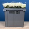 Роза 40 см Белая Каунтдаун